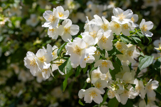 Philadelphus pubescens Loisel., flowering white and fragrant mock-orange bush.