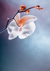 Elegant Orchid Blossom featuring Delicate Petals
