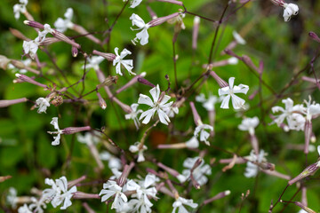 Silene nutans or Silene noctiflora in nature