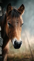 Fototapeta premium Close-up of a brown horse peering from behind a stone wall in a misty field during early morning