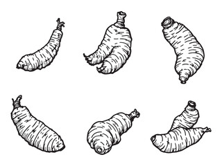 Turmeric Root Line Art Illustration