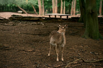 Young deer fawn in its natural habitat. Shades of ochre. Photo 1