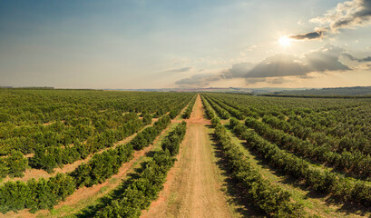 Orange grove.Beautiful orange grovesin the Brasillian countryside © Murilo