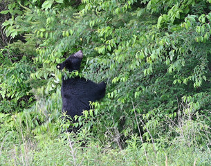 Big Black Bear