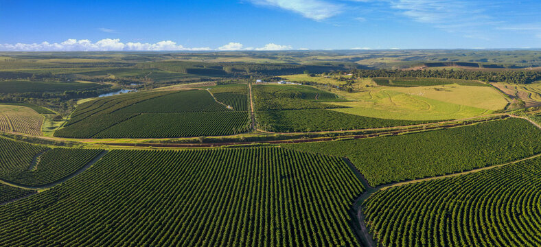 Aerial image of coffee plantation in Brazil