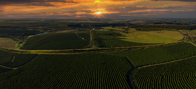 Aerial image of coffee plantation in Brazil at sunset.