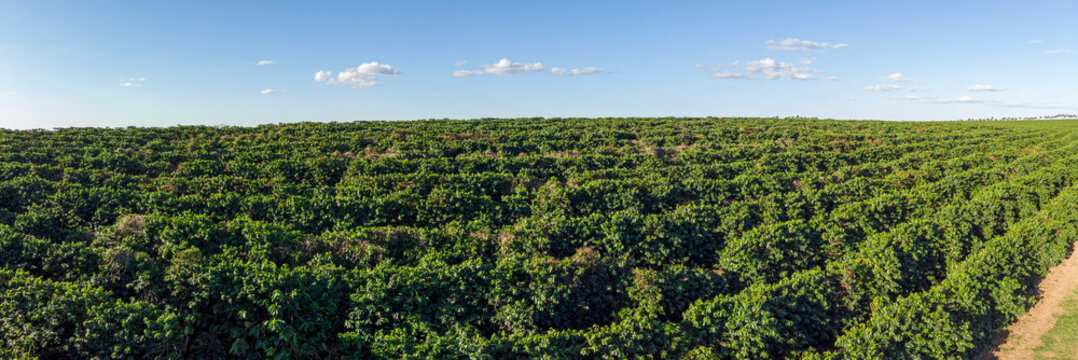 Aerial image of coffee plantation in Brazil