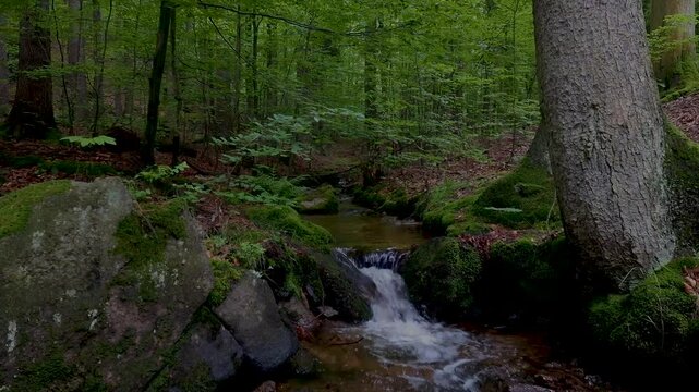 mountain stream flows through lush green forest. natural sound