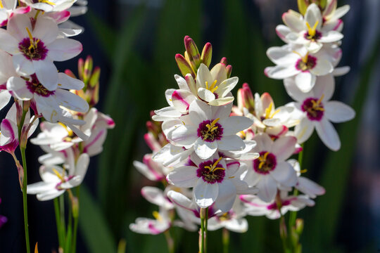Sparaxis, white ixia, harlequin flower, wandflower, corn lilies