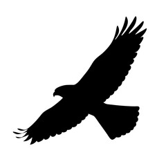 Silhouette of a hawk in flight with majestic wings spread wide
