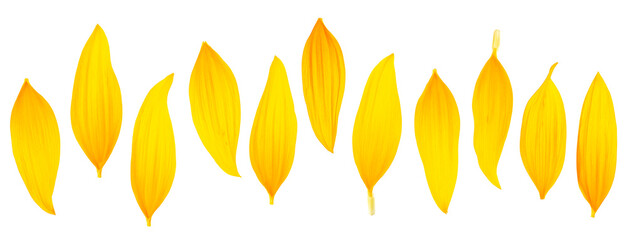 Collection of fresh sunflower petals isolated on a white background, top view. Flat lay.