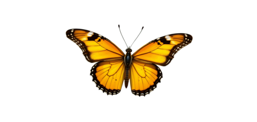 Beautiful butterfly soaring, no background.