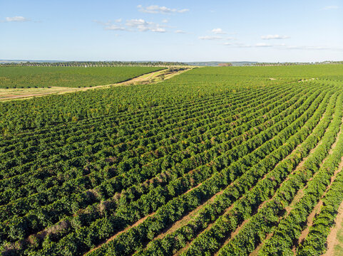 Aerial image of coffee plantation in Brazil