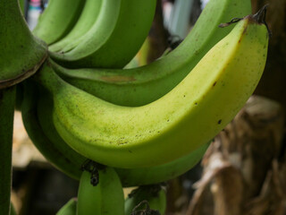 Fresh ripe and unripe bananas on the tree, fresh banana fruit, bunch of bananas, pisang ambon...