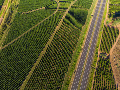 Aerial image of coffee plantation in Brazil