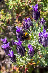 Wild flower, scientific name; Lavandula stoechas