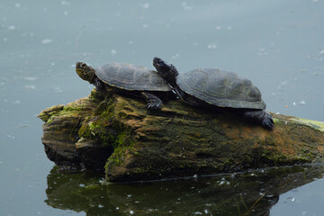 Fototapeta premium A female and male pond turtle, Emys orbicularis.