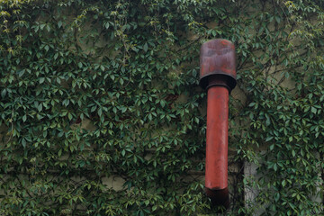 Rusty Ventilation Pipe on an Ivy-Covered Industrial Wall