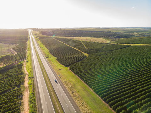 Aerial image of coffee plantation in Brazil