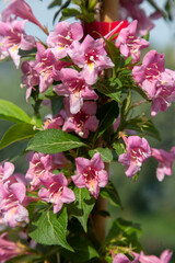 Weigela pink flower,pink and white flowers,Bush blooming with pink flowers, nature, summer. Plants in the garden,Weigela florida 'Suzanne'