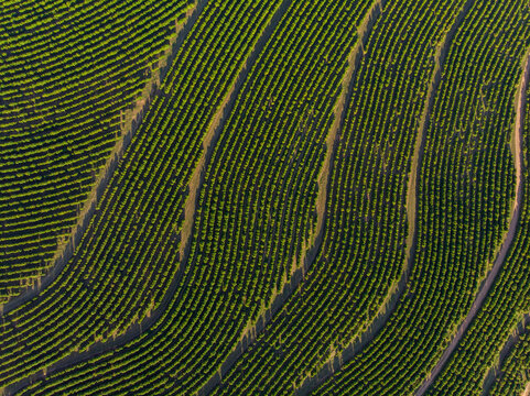 Aerial image of coffee plantation in Brazil