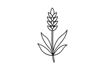 Simple line drawing of a lavender flower botanical illustration