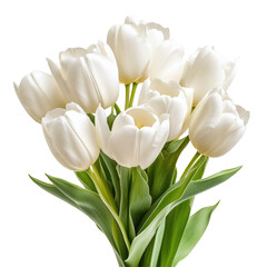 Bouquet Of Tulips Close Up  isolated on a transparent background