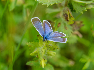 A Crown Vetch Blue Butterfly (Pjebejus argus) also called Silver-studded Blue. Taken in Tremosine.