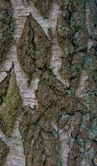 Beautiful close-up of the bark of betula pendula