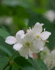 Beautiful close-up of philadelphus coronarius