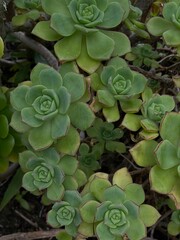 Plants