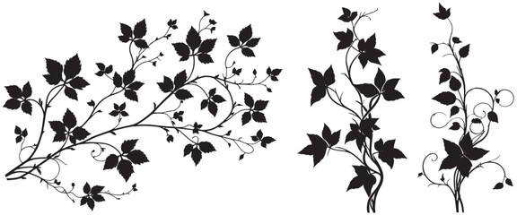 Black ivy vine silhouetted set, elegant design, white background, decorative element, design vector,  ivy vine silhouetted set