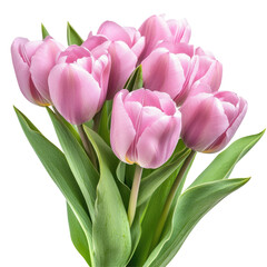 Bouquet Of Pink Tulips With Leaves Close Up  isolated on a transparent backgroun