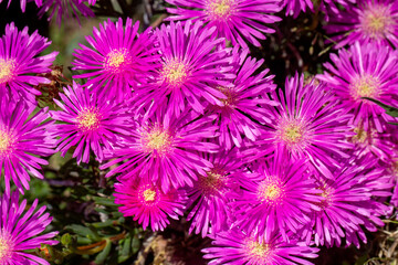 Delosperma ('delos'=evident, 'sperma'=seed) is a genus of around 170 species of succulent plants