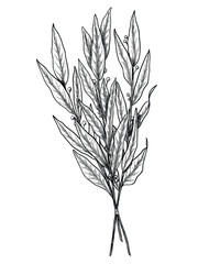 Vintage black and white vector illustration of a bunch of Laurel leaves with berries tied together. Hand drawn botanical drawing of Bay Leaves branch for culinary, herbal, and medicinal design.