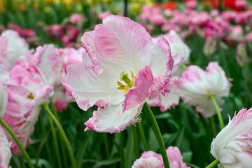 tulip Cabanna with white and pink petals