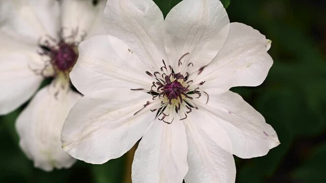 Macro white clematis flower. Closeup blooming abstract moody background