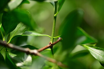 Close-up and wide shots of Korean mistletoe (Viscum coloratum), a parasitic medicinal plant with elongated leaves and yellow berries, commonly found in Korea.