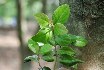 Close-up of Quercus mistletoe, a parasitic plant on oak trees, used in traditional Korean herbal medicine.