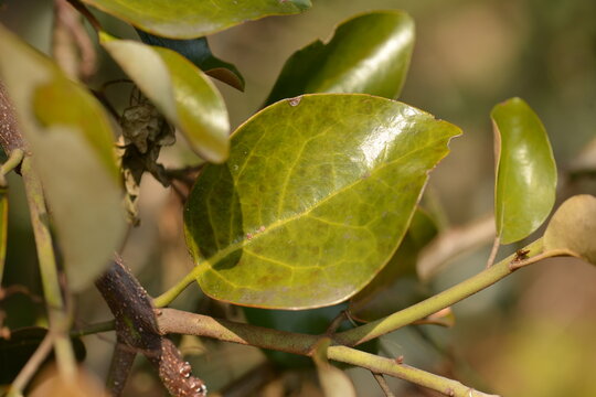 Close-up of Quercus mistletoe, a parasitic plant on oak trees, used in traditional Korean herbal medicine.