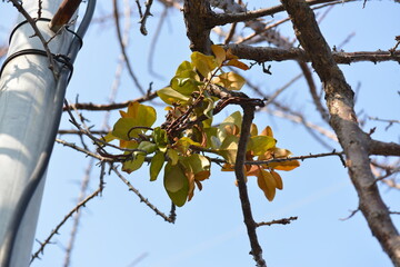 Close-up of Quercus mistletoe, a parasitic plant on oak trees, used in traditional Korean herbal medicine.