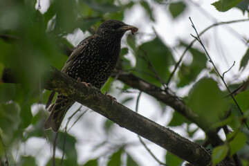 blackbird on a branch