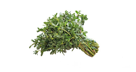 Purslane (Portula oleracea), used in soups, tzatziki, and salads, is a naturally green vegetable that is rich in omega-3 fatty acids, vitamin C, vitamin A, and fiber while being low in calories.
