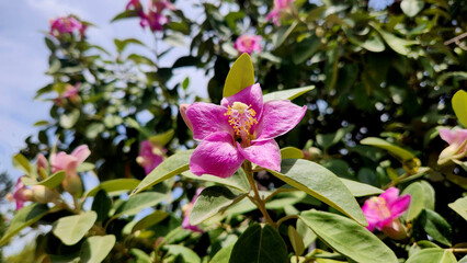Dressed in radiant pink blossoms, cow-itch tree (Lagunaria patersonia) commands admiration, a botanical gem in early summer’s embrace
