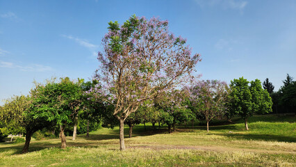 Jacaranda trees bloom in waves of vibrant blue, painting city parks with tropical elegance, their delicate petals dancing in the warm late-May breeze.