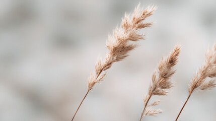 Naklejka premium Close up of three pampas grass stems against a soft backdrop
