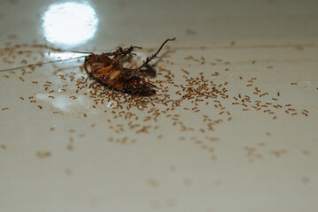 dead cockroach surrounded by ants