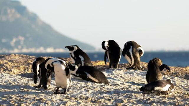 African many penguin colony mating on beach in Simon s Town, South Africa, breeding season behavior, natural courtship rituals. Intimate moments of mating, bonding, nesting on coastal dunes, seascape