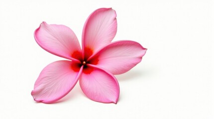 Obraz premium Radiant Petals Unfolding Gracefully in a Soft Pink Glow