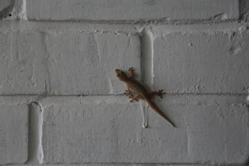 Small Gecko Lizard on a White Brick Wall, Natural Light, Close Up.